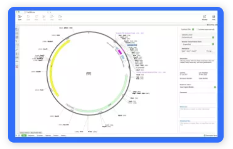 SnapGene截图
