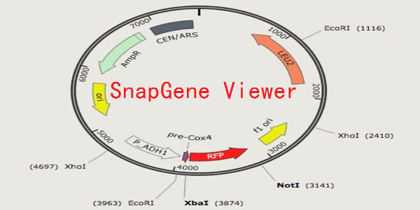 SnapGene Viewer截图