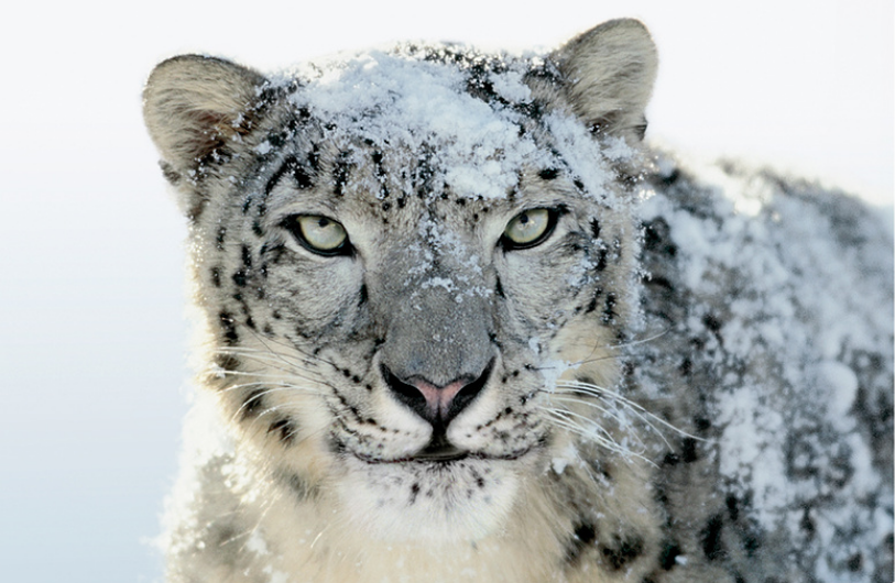 雪豹操作系统(SnowLeopard)For Mac截图