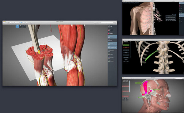 Essential Anatomy Mac截图