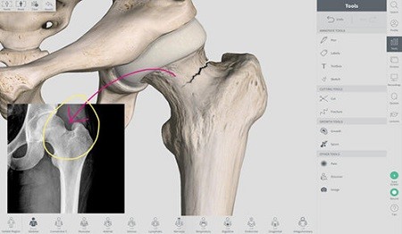 Complete Anatomy Mac截图