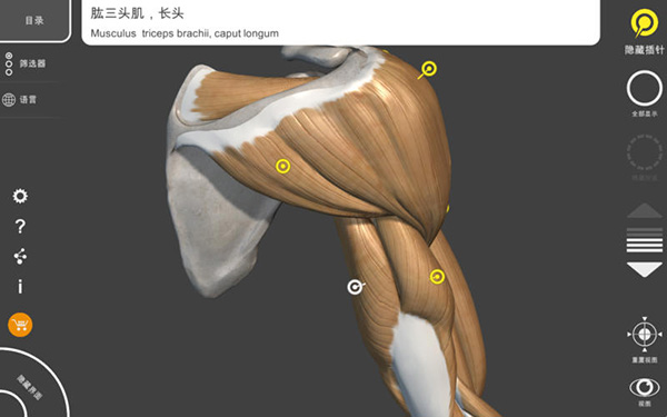 艺术家之3D解剖图截图