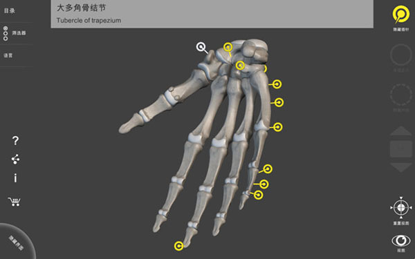 骨骼系统mac截图